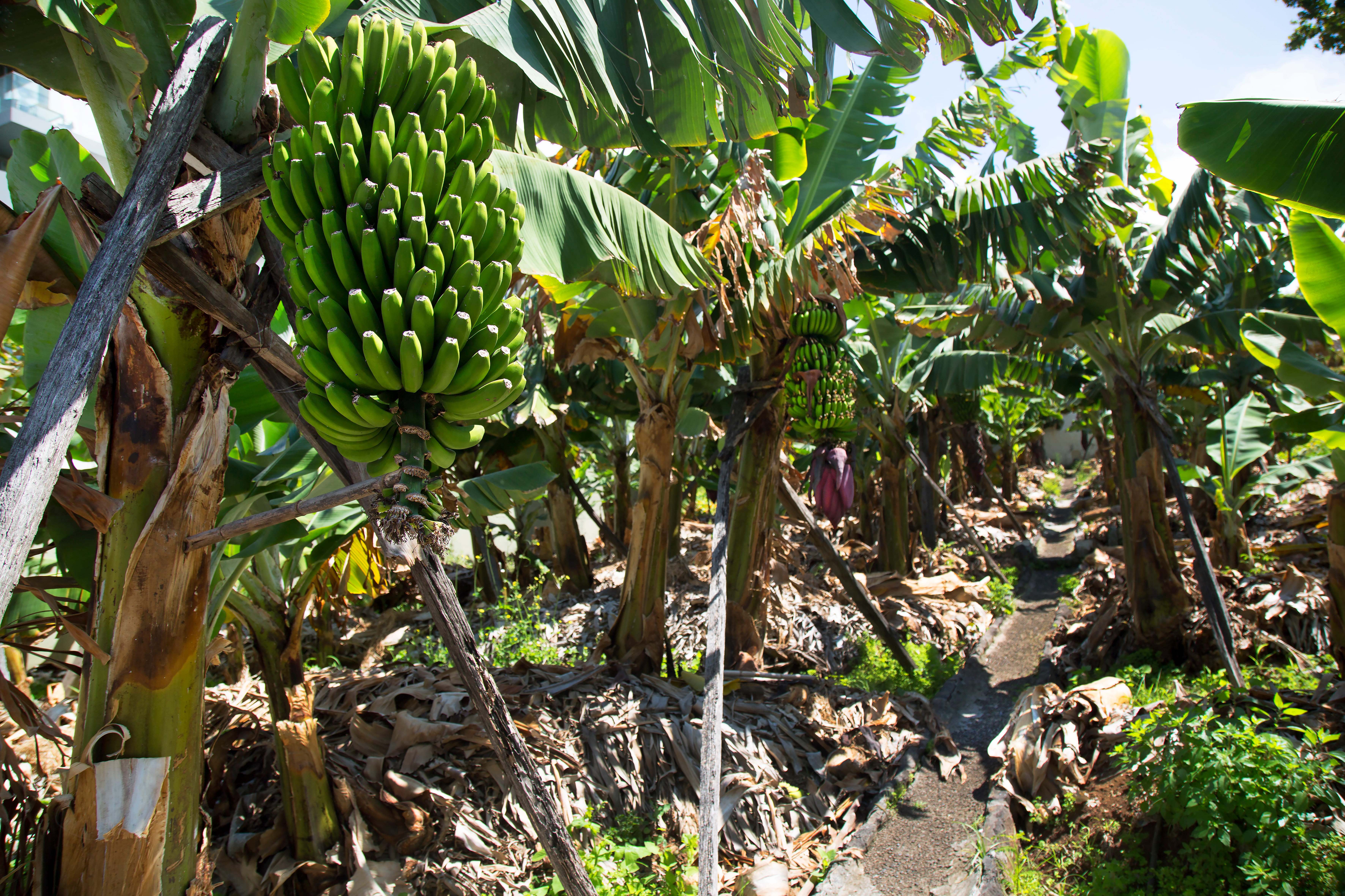 a-bunch-of-fresh-green-bananas-hanging-on-the-tree-2026-03-26-01-36-15-utc (2)