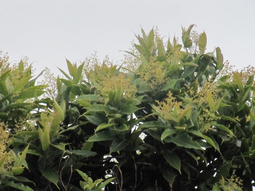 Miconia valentinensis no ápice de sua floração.