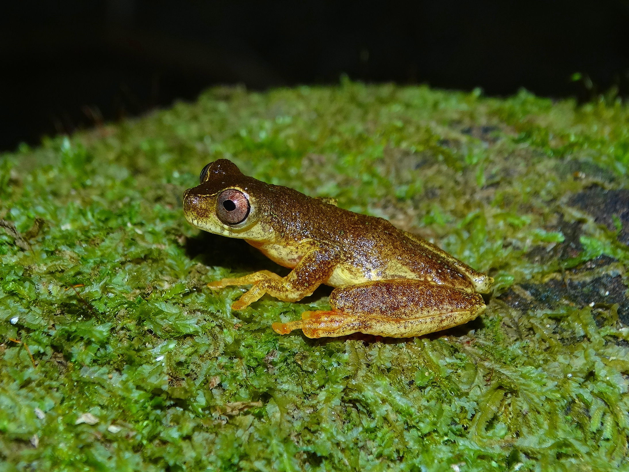 Dendropsophus ruschii (3)