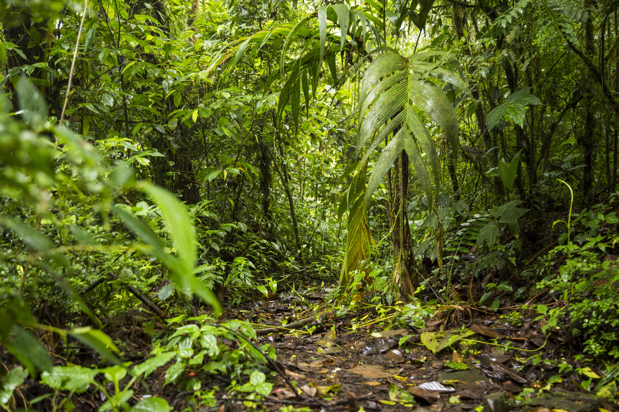 view-green-lush-rainforest-costa-rica