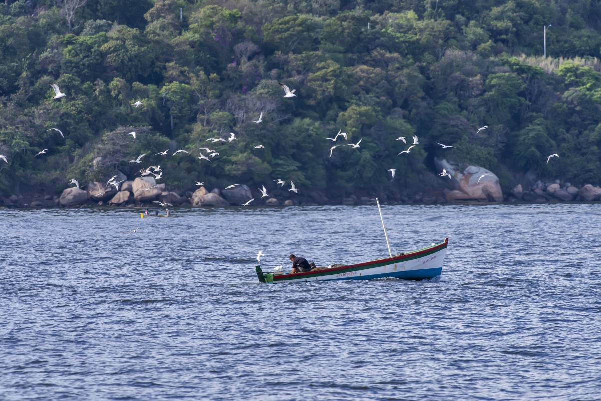 Caieiras_Ilha-do-Boi_2013-10-13_0058
