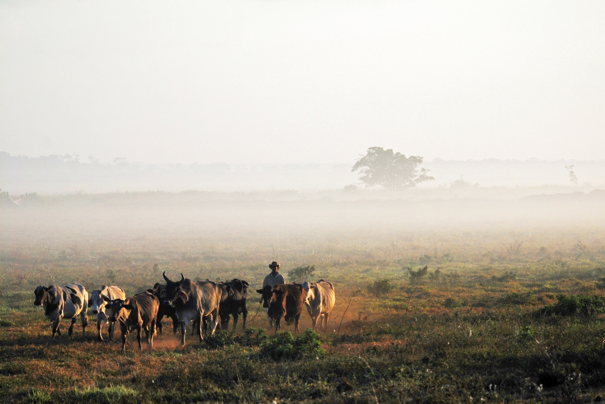 Foto pecuarista