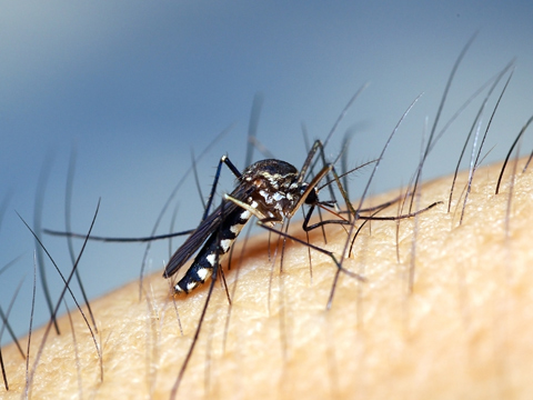 zika